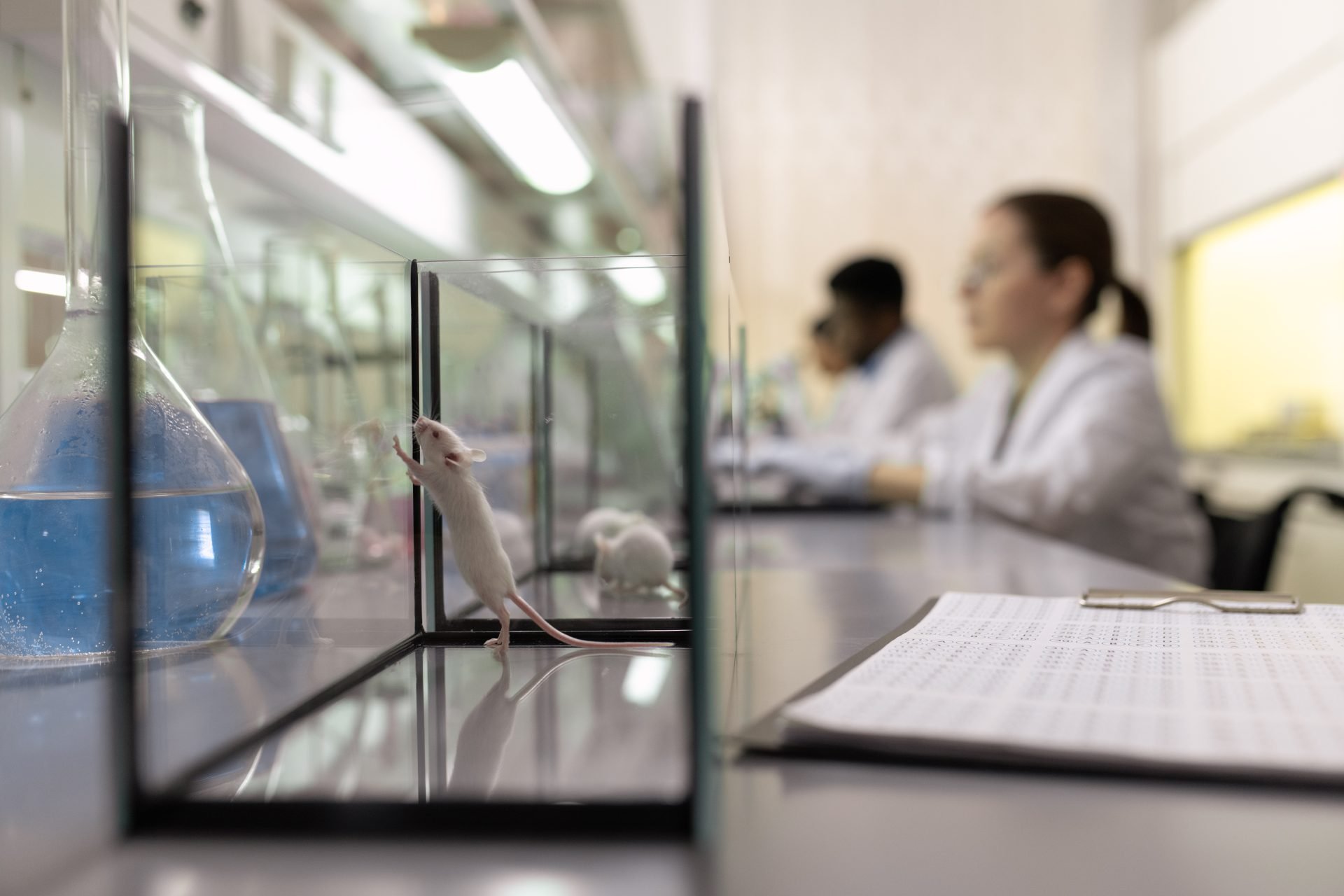 Laboratory setup with two white mice in glass cages. Researchers in white coats are working in the background, with lab equipment and a data sheet visible on the table.